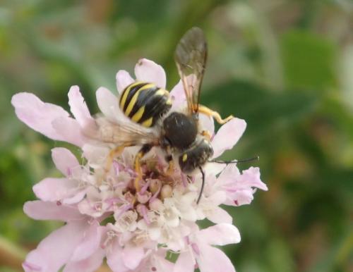 Réf. 283 528 : Trachusa interrupta